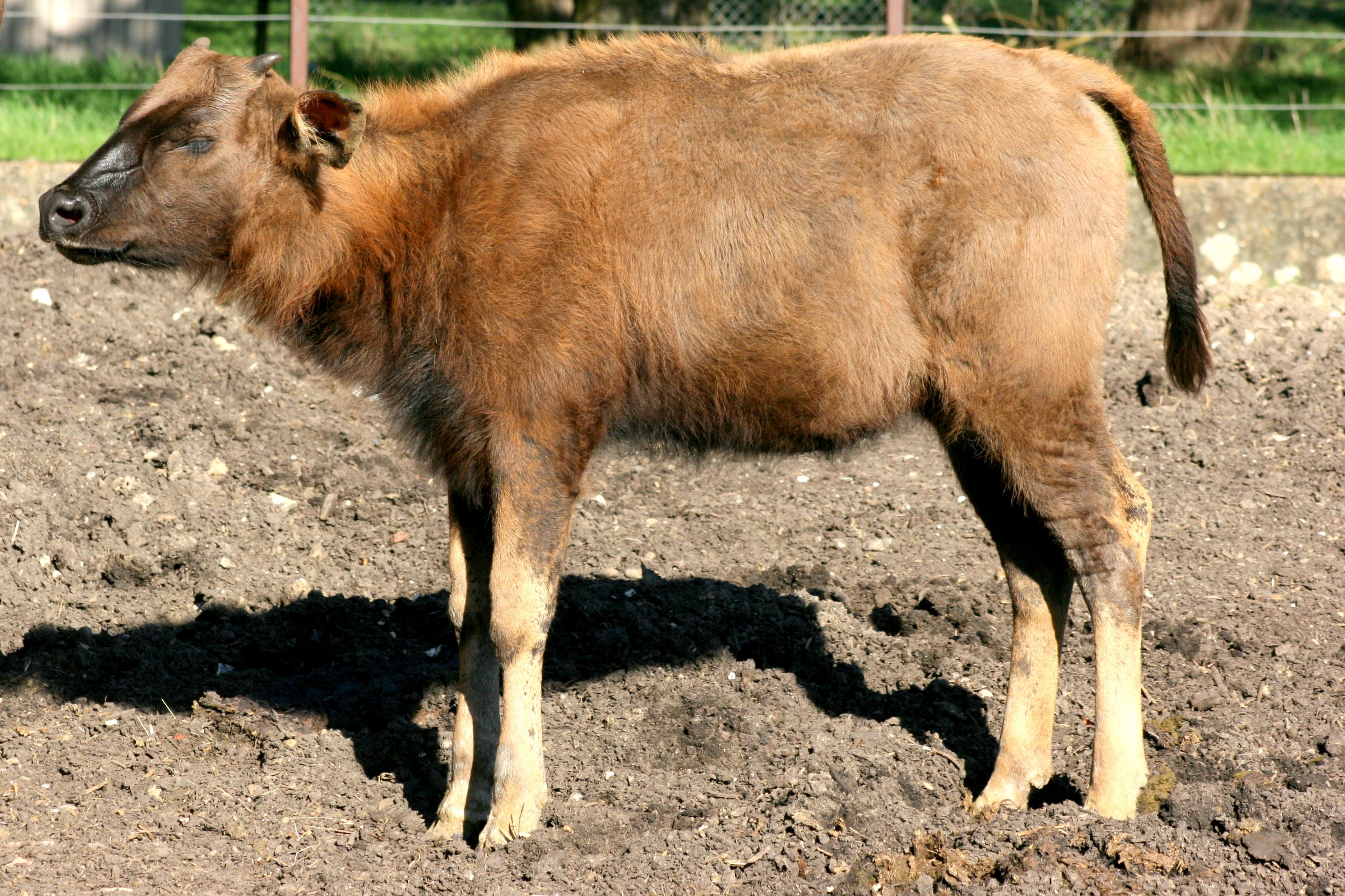 Young Gaur; Whipsnade; 8th April 2017