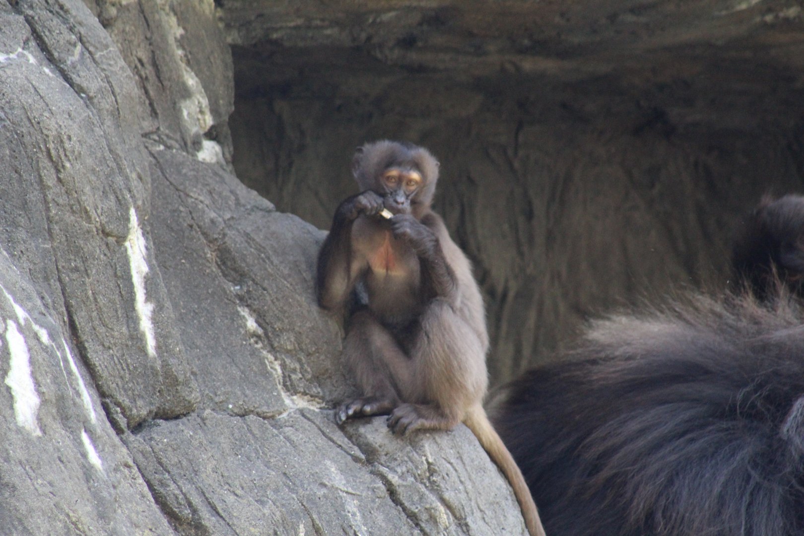 Young Gelada