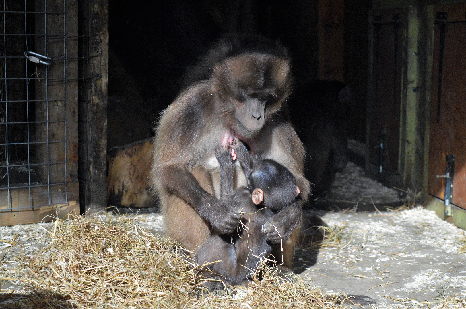 Young Gelada