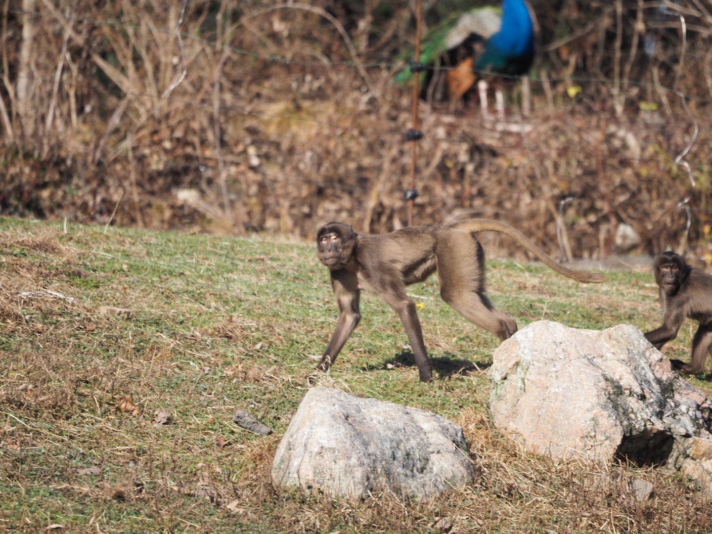 Young Geladas