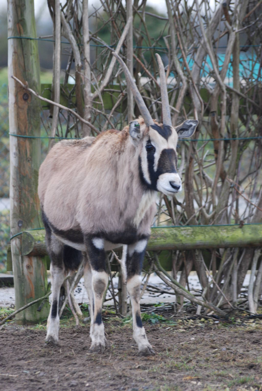 Young Gemsbok at Chester, 02/01/11