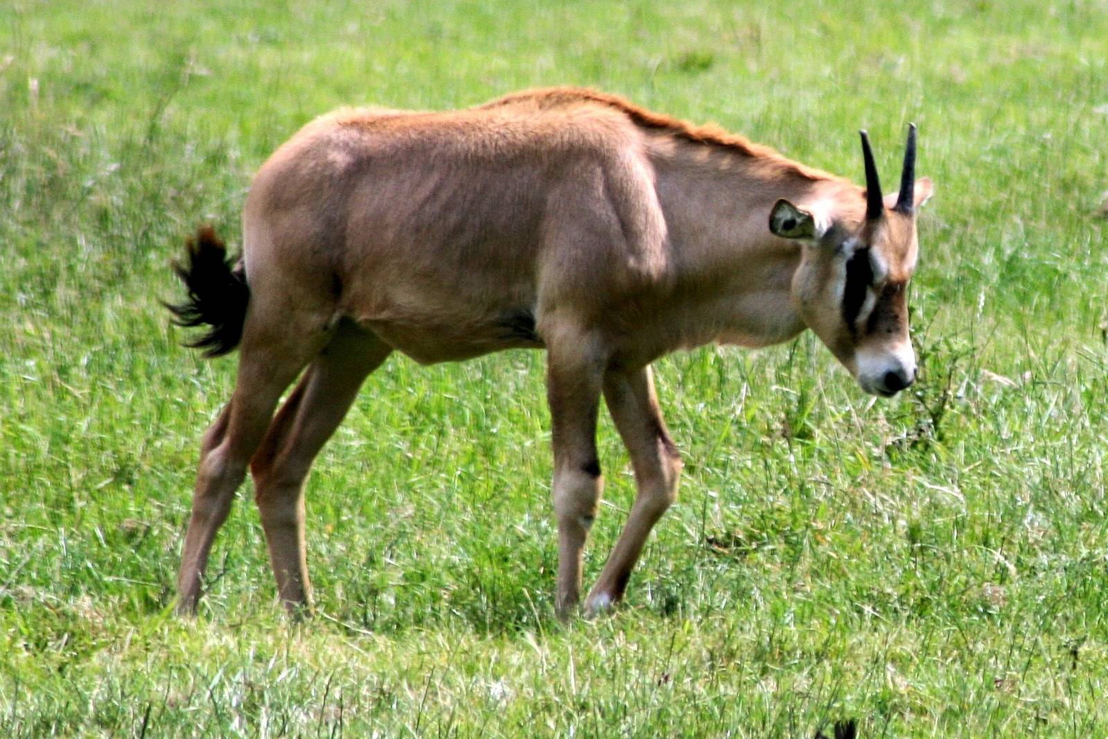 Young gemsbok; Whipsnade; 15th July 2014
