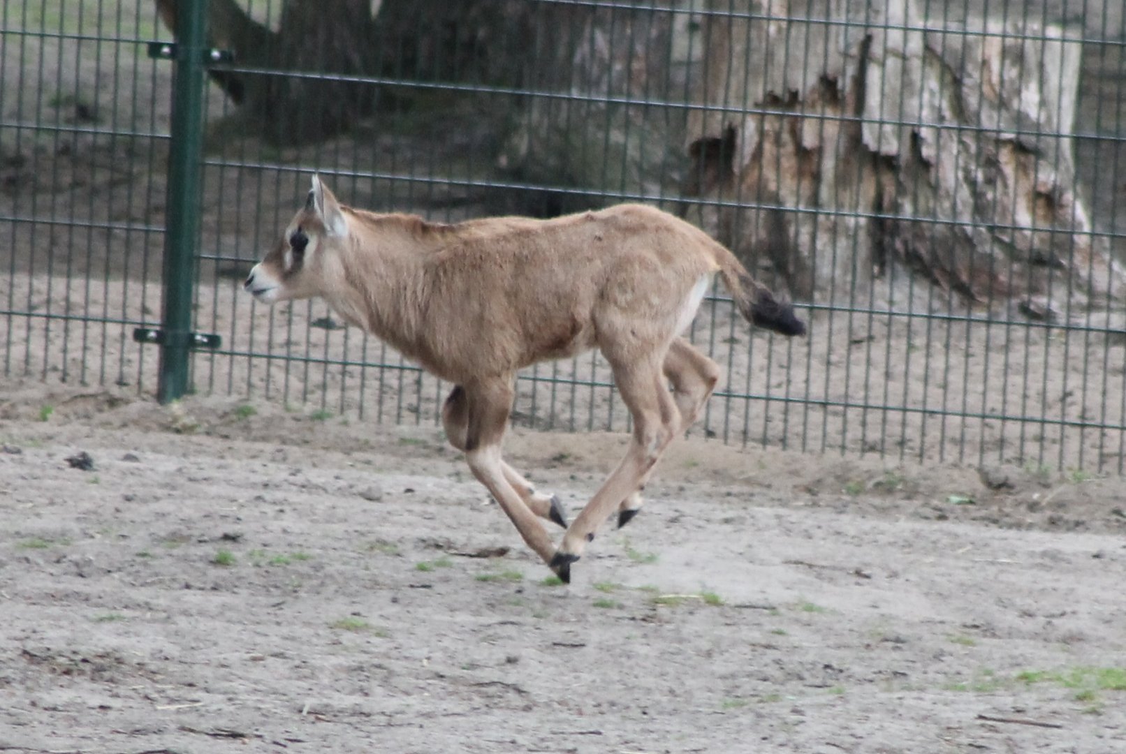 Young Gemsbok