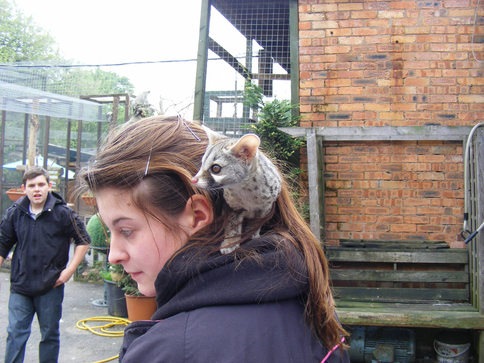 Young genet at Wickid Pets - Animal Adventure, 29 April 2011