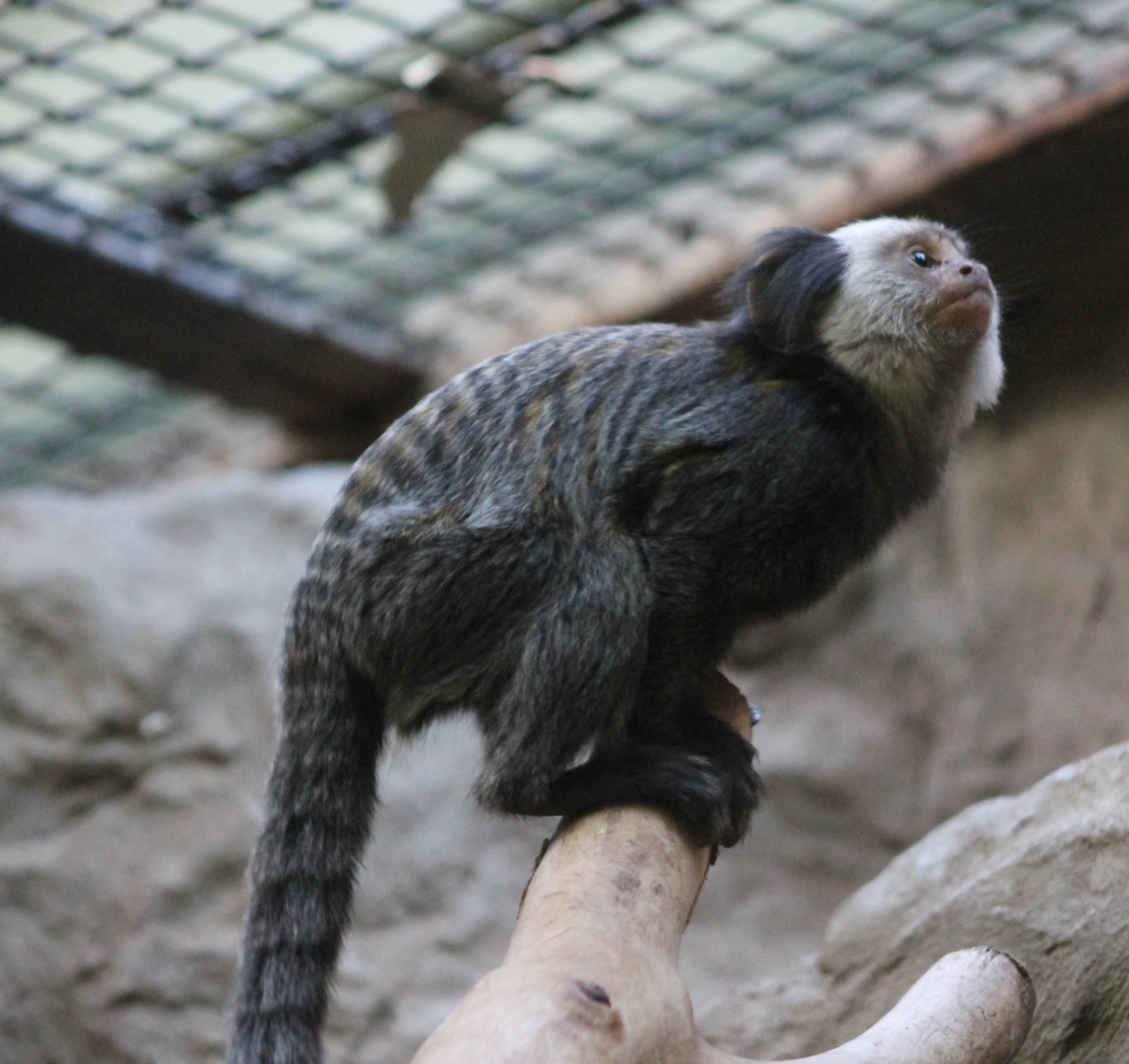 Young Geofroy's marmoset