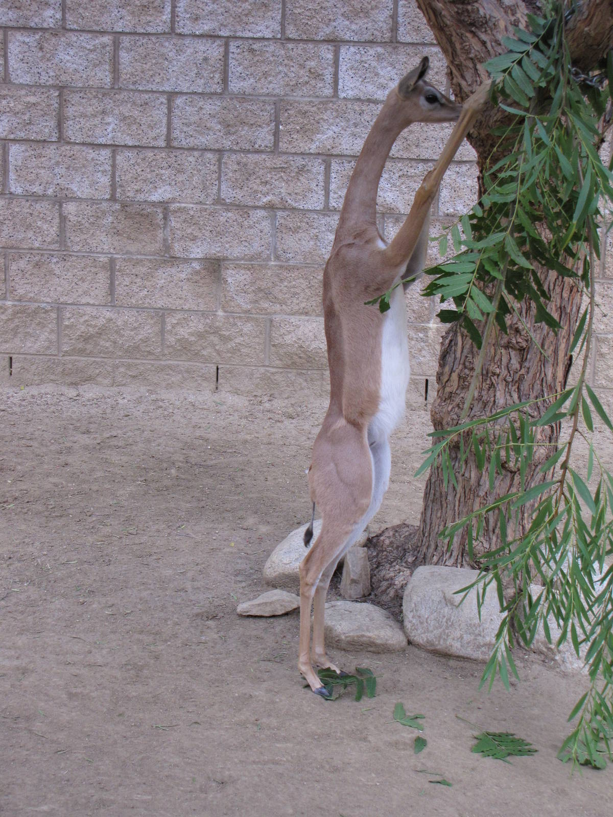 Young Gerenuk