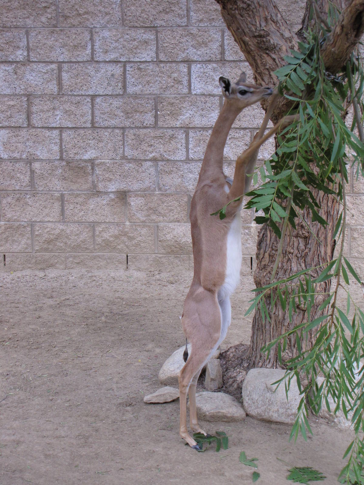 Young Gerenuk