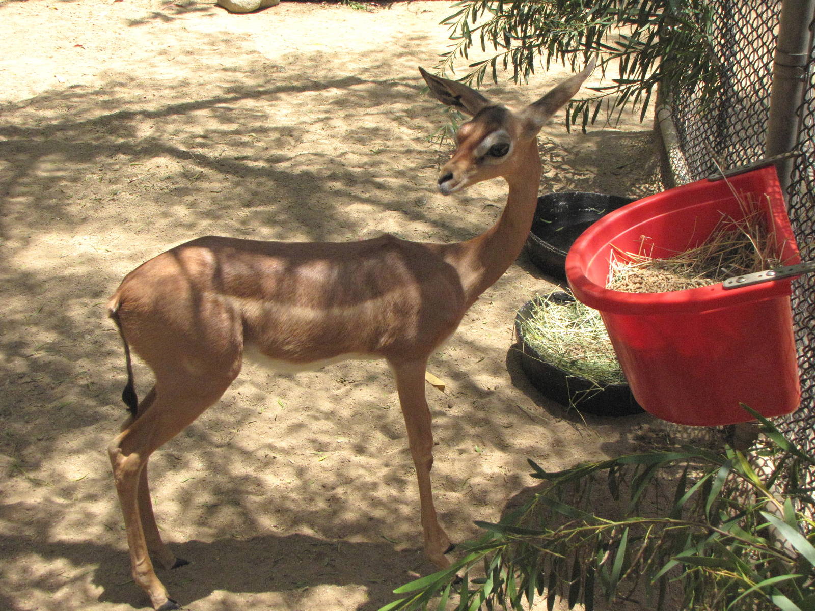 Young Gerenuk