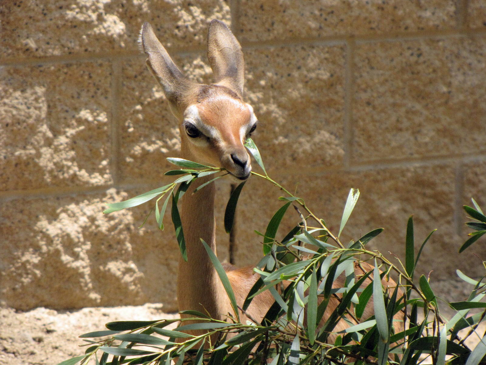Young Gerenuk