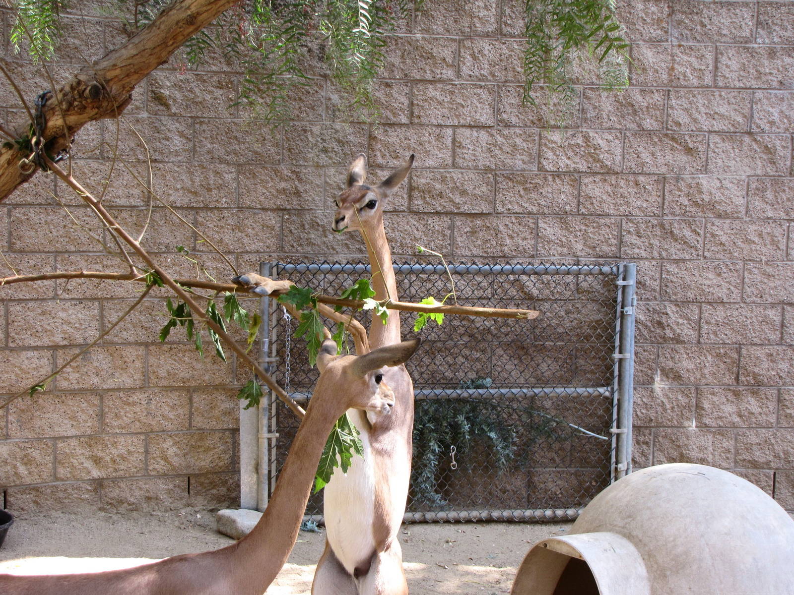 Young Gerenuks/Hoofstock Yard - Children's Zoo