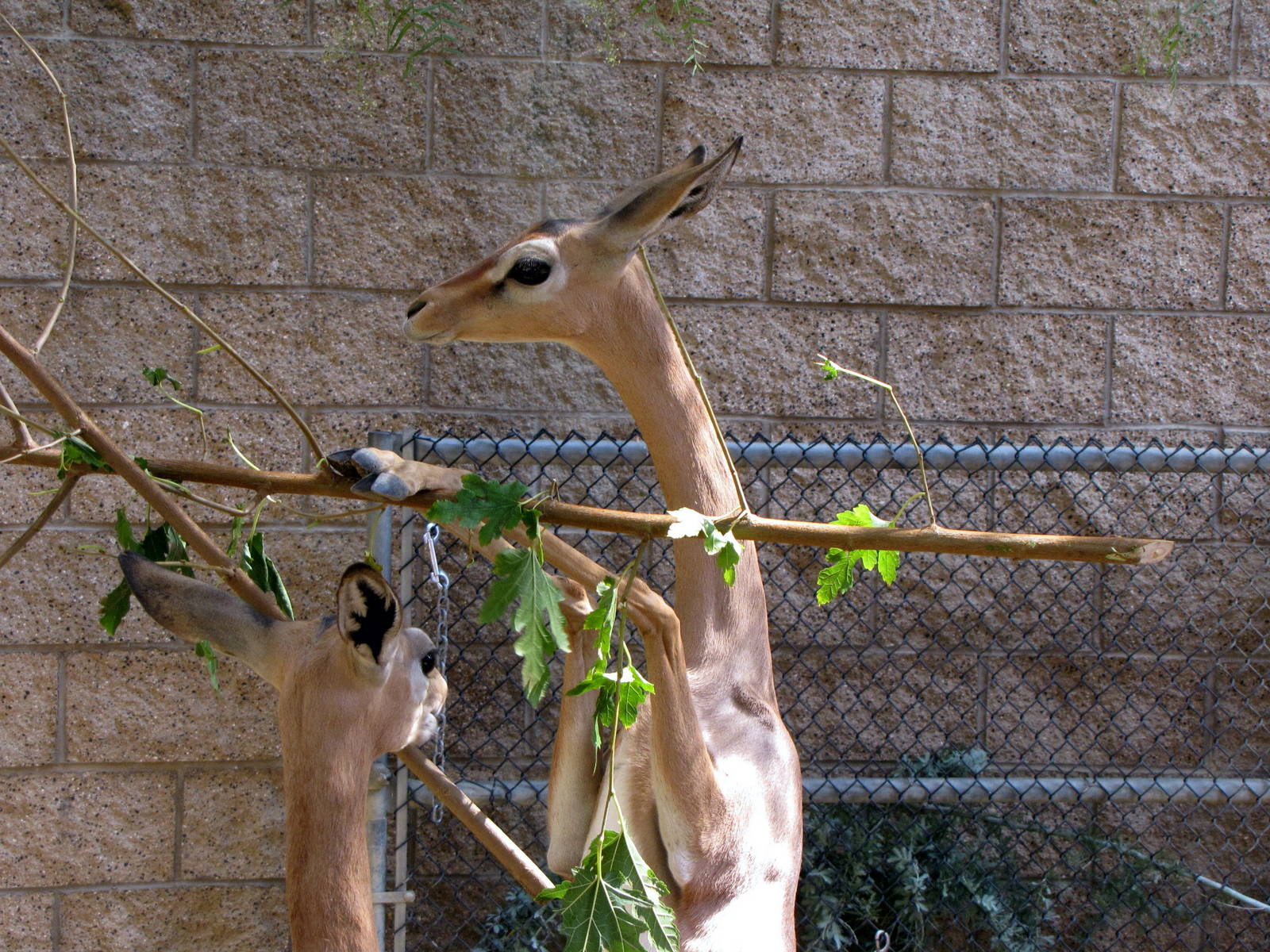 Young Gerenuks/Hoofstock Yard - Children's Zoo