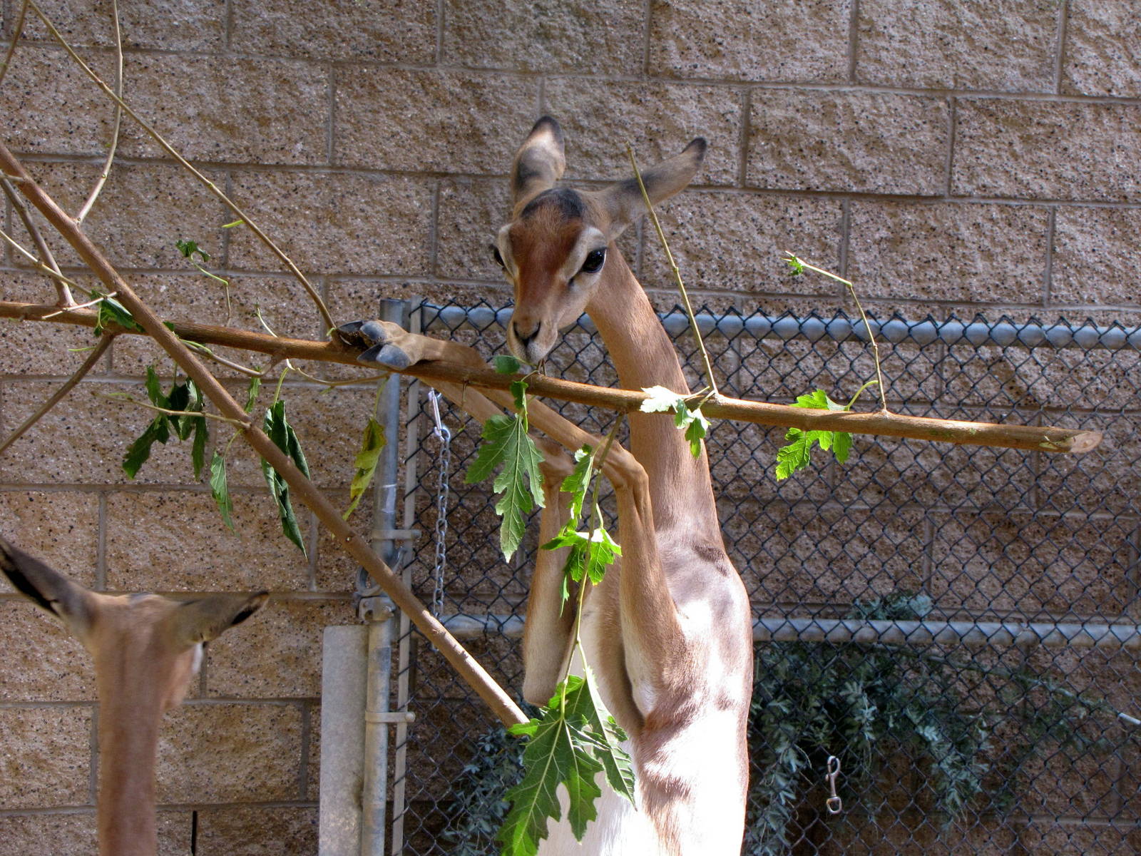 Young Gerenuks/Hoofstock Yard - Children's Zoo