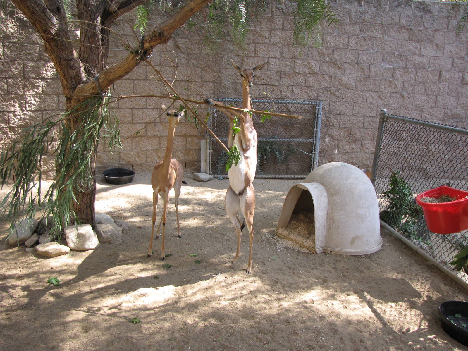 Young Gerenuks/Hoofstock Yard - Children's Zoo