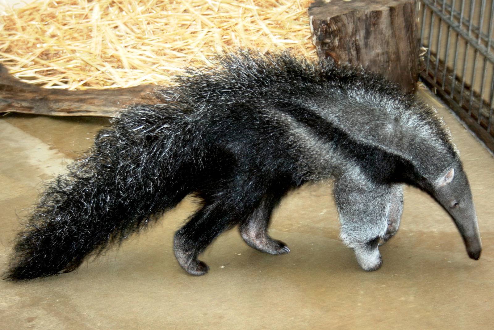 Young giant anteater; Dortmund; 26th May 2011
