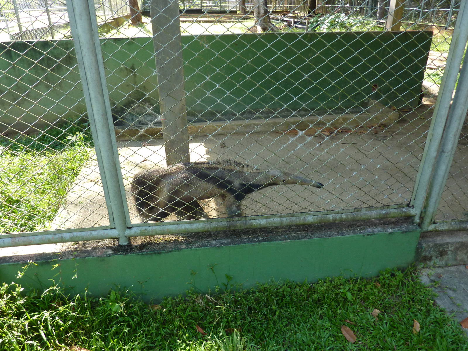 Young giant anteater
