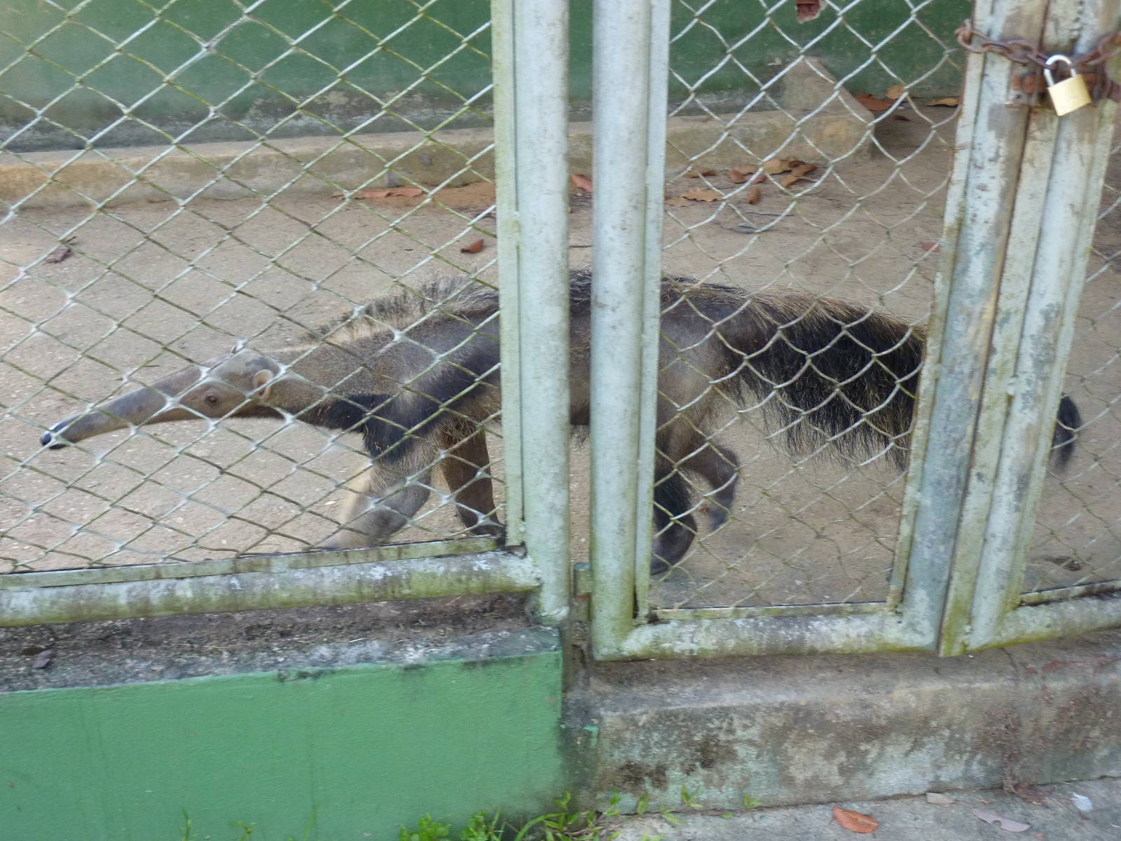 Young giant anteater