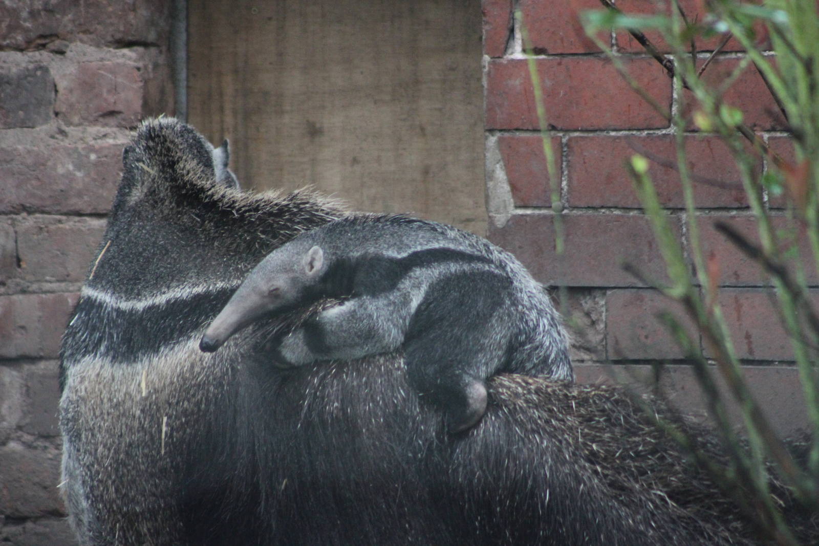 Young giant anteater