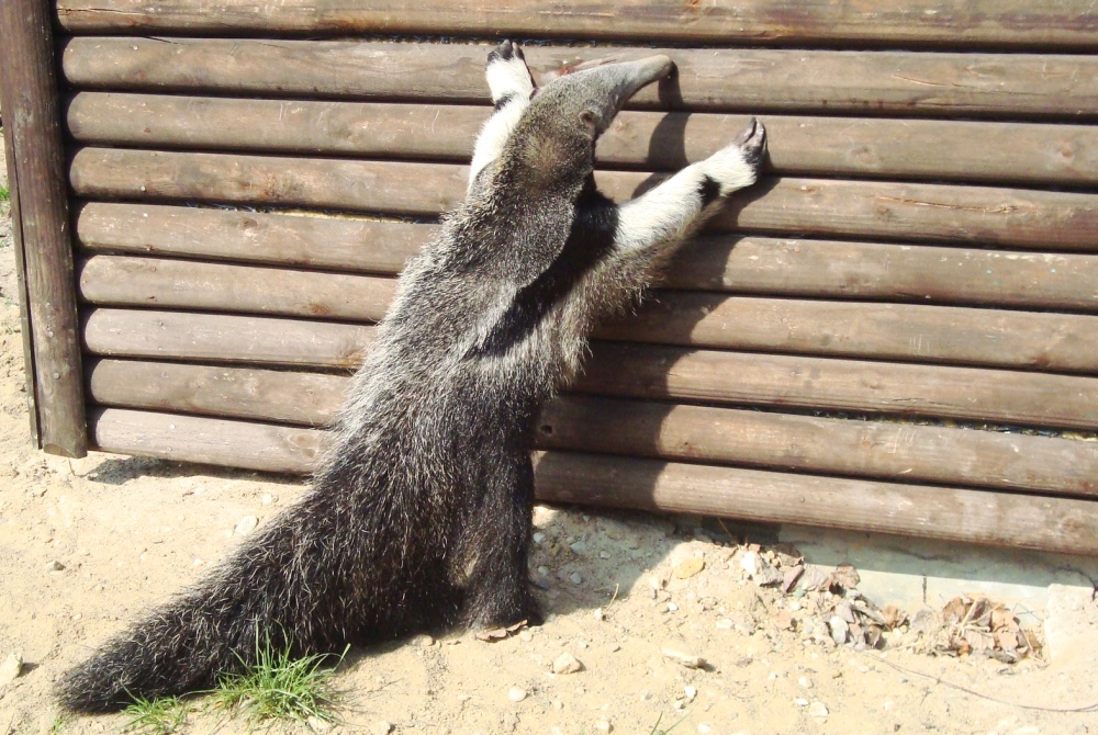 Young giant anteater