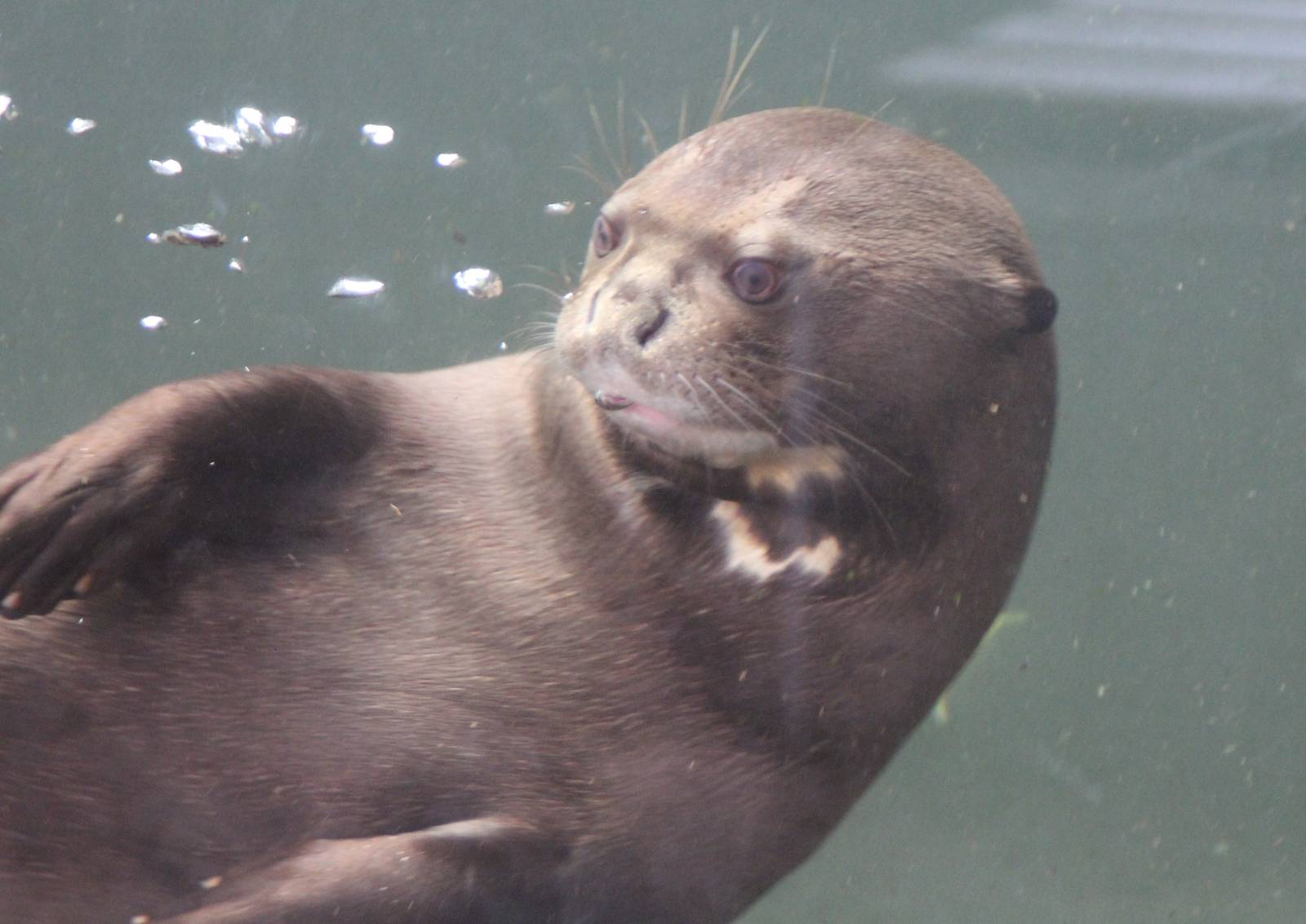 Young giant otter at play