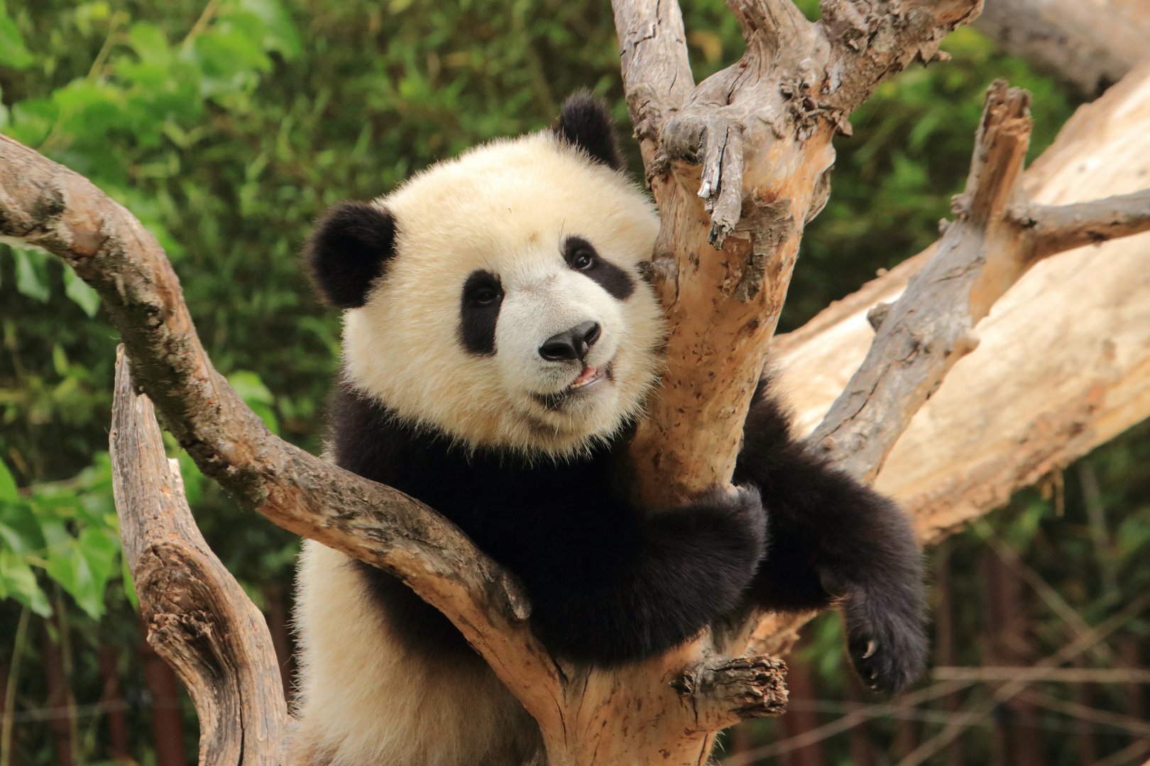Young Giant Panda