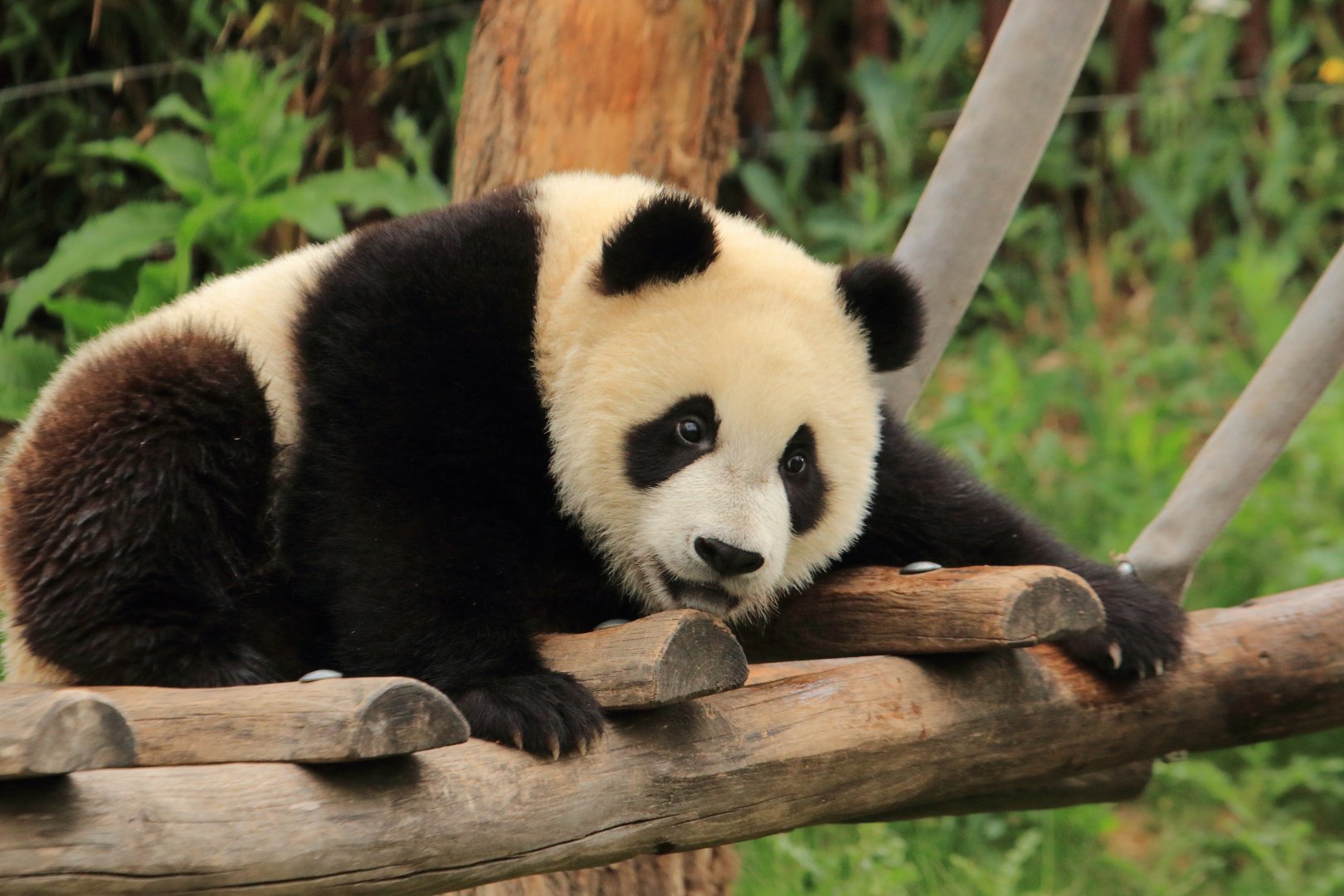 Young Giant Panda