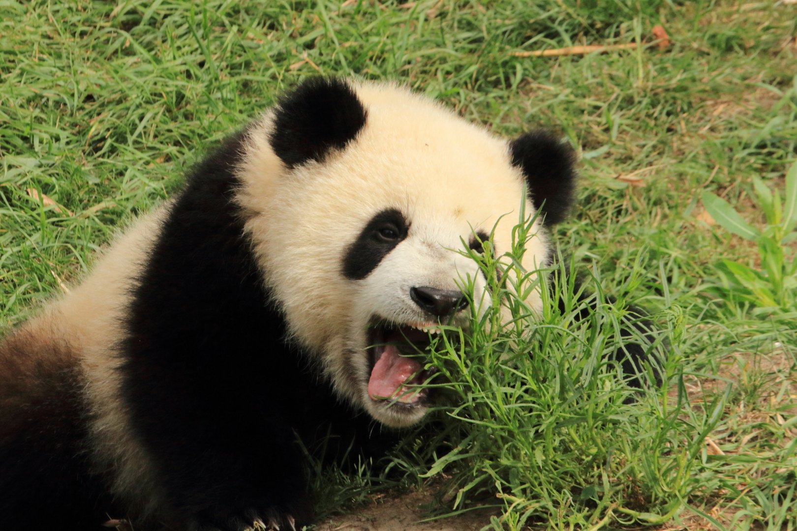 Young Giant Panda