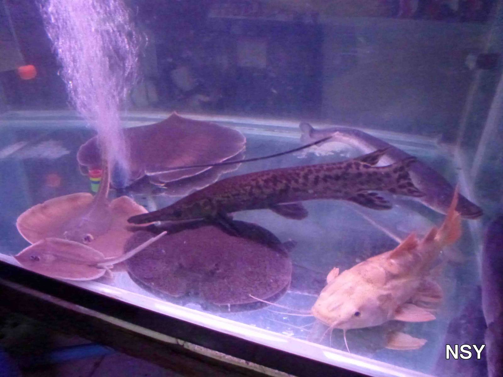 Young giant rare fish - Chatuchak market, June 2013.