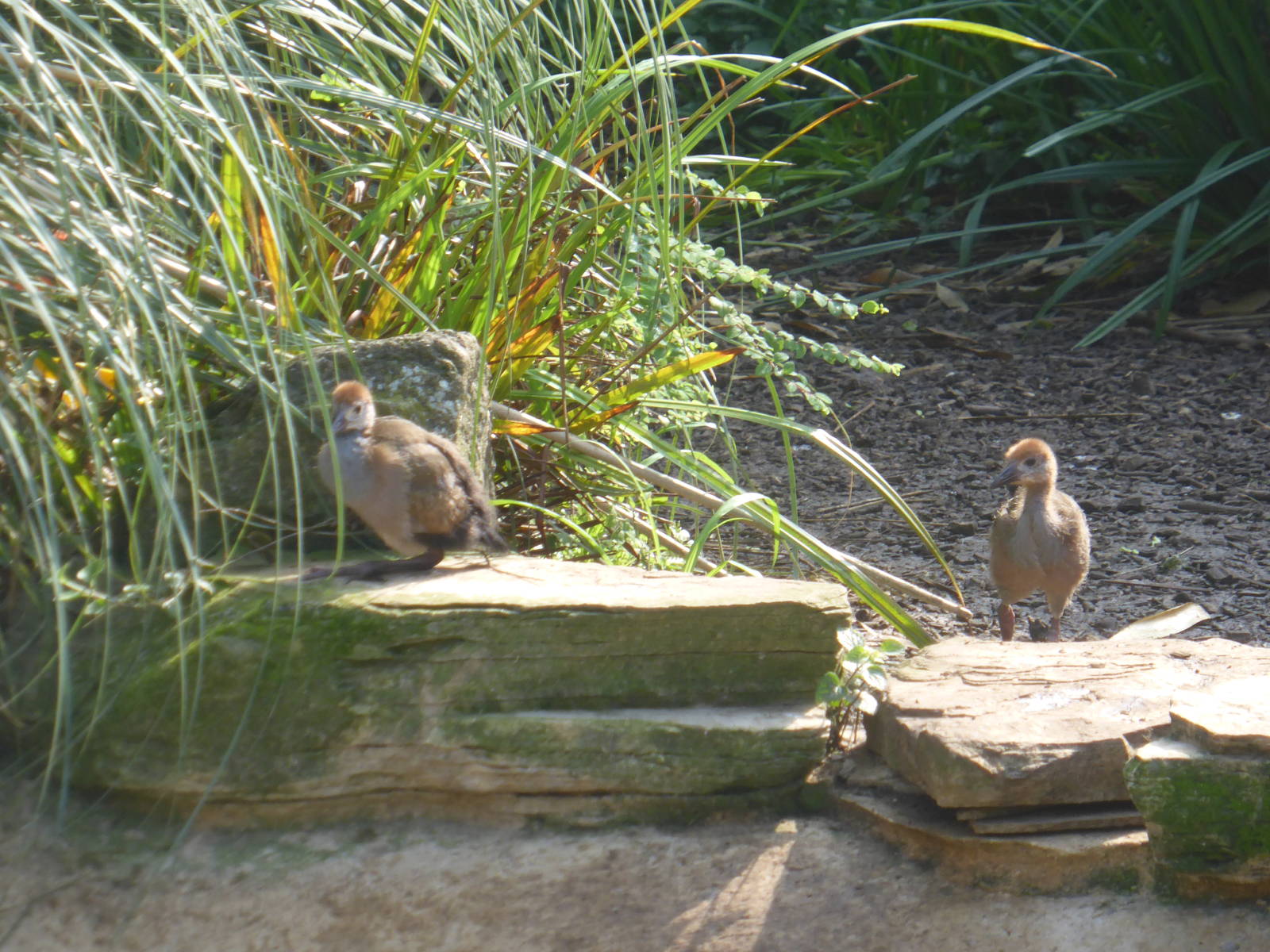 Young giant wood rail in walk-through aviary .
