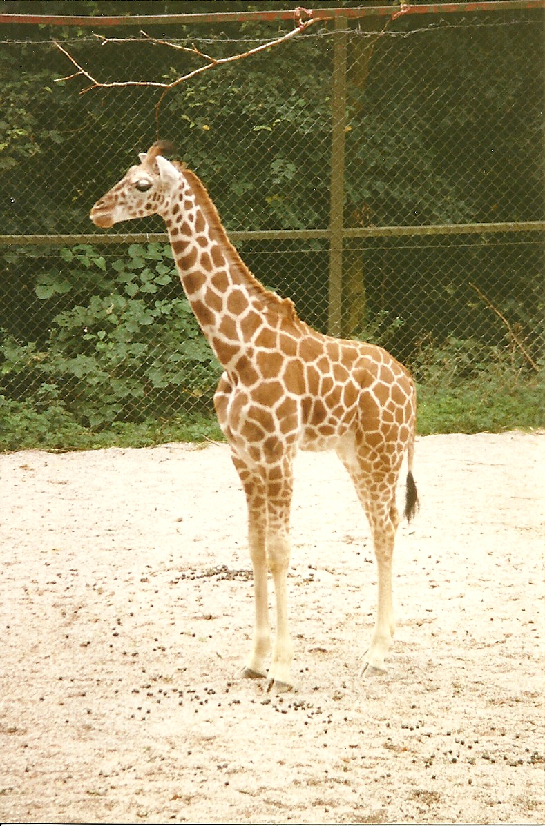 Young Giraffe 19th September 1998