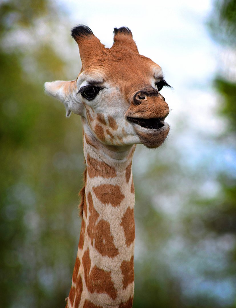 Young Giraffe at Chester Zoo