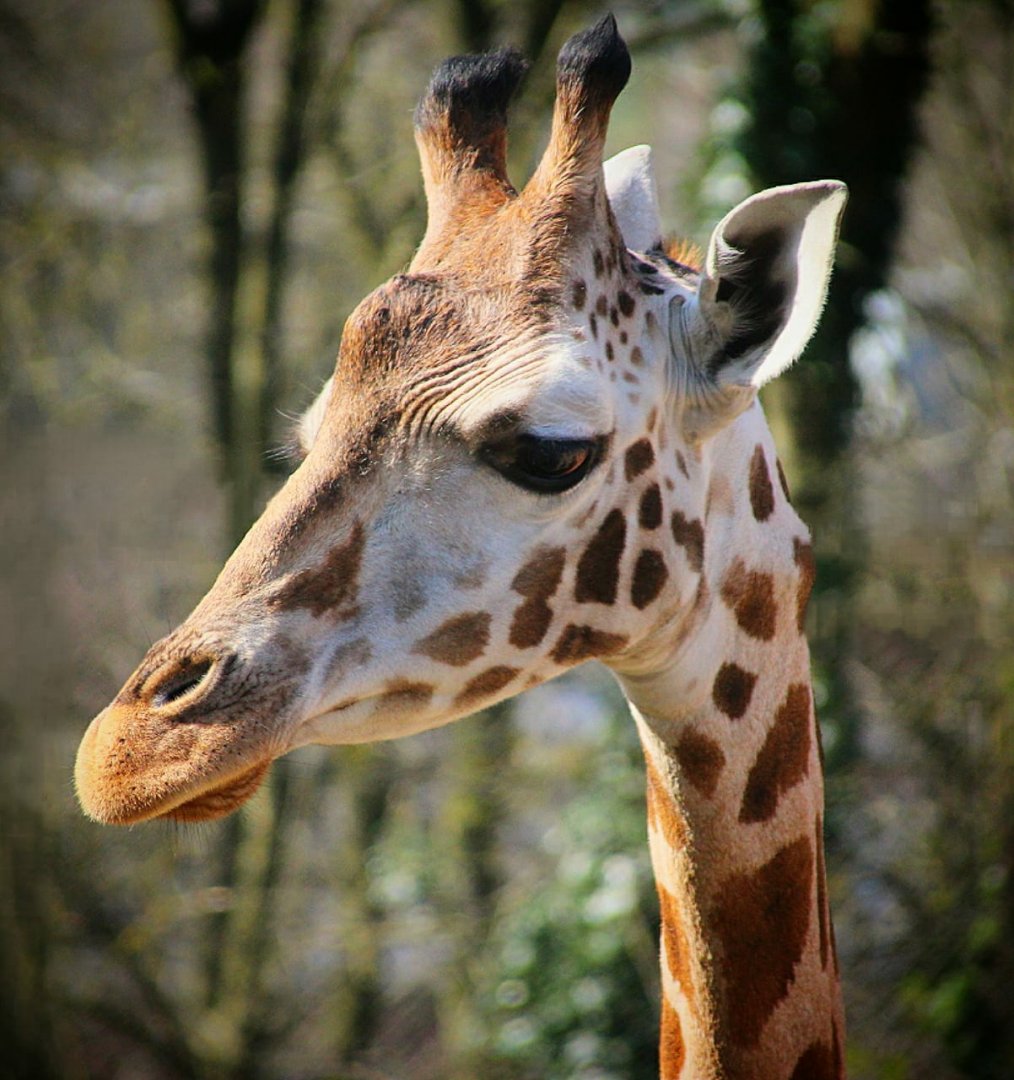 Young Giraffe at Dudley Zoo