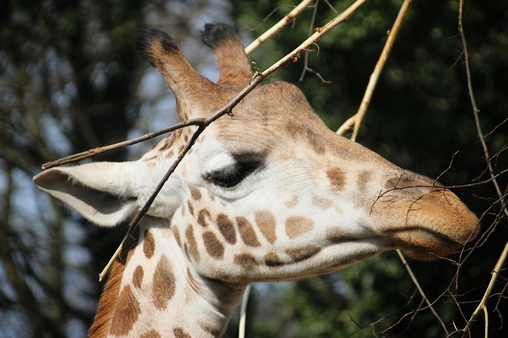 Young Giraffe at Dudley Zoo