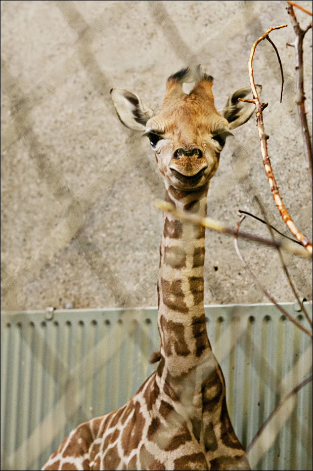 Young giraffe at Hamburg