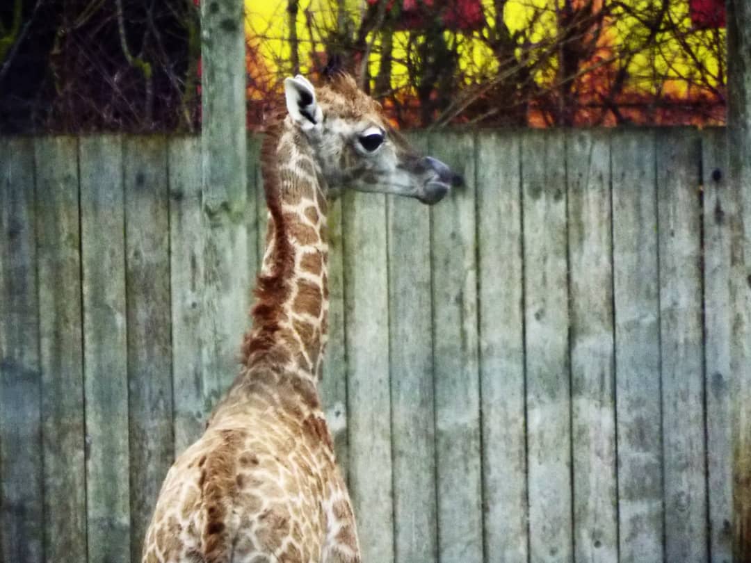Young giraffe Flamingo Land