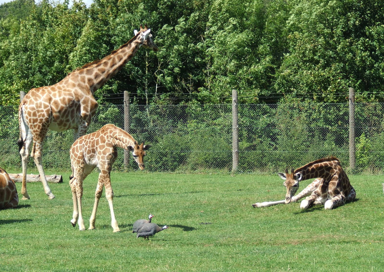 Young Giraffe following Guineafowls