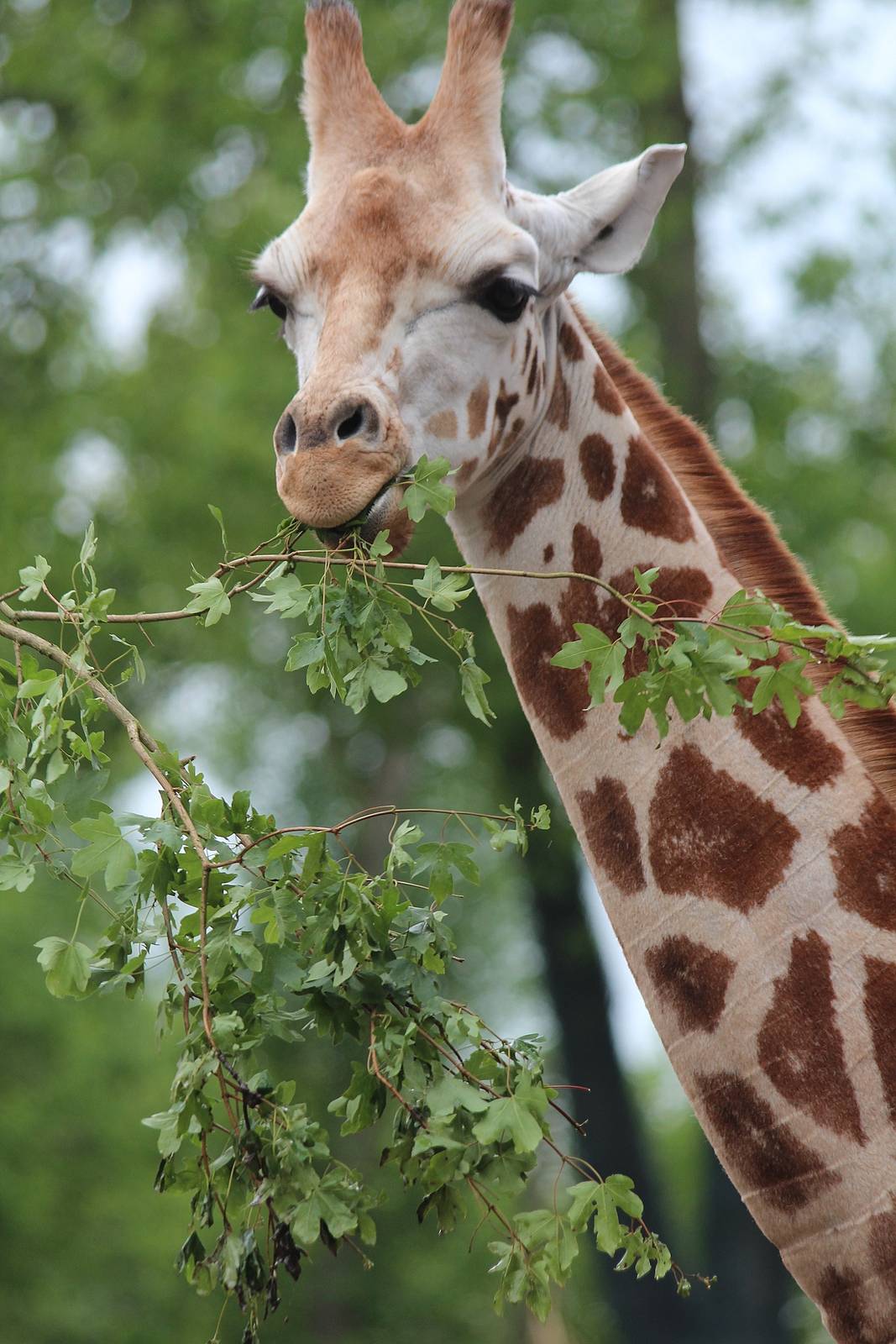 Young Giraffe with lunch