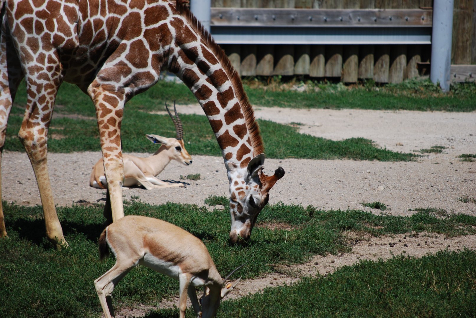 Young Giraffe (With Rhim Gazelle)