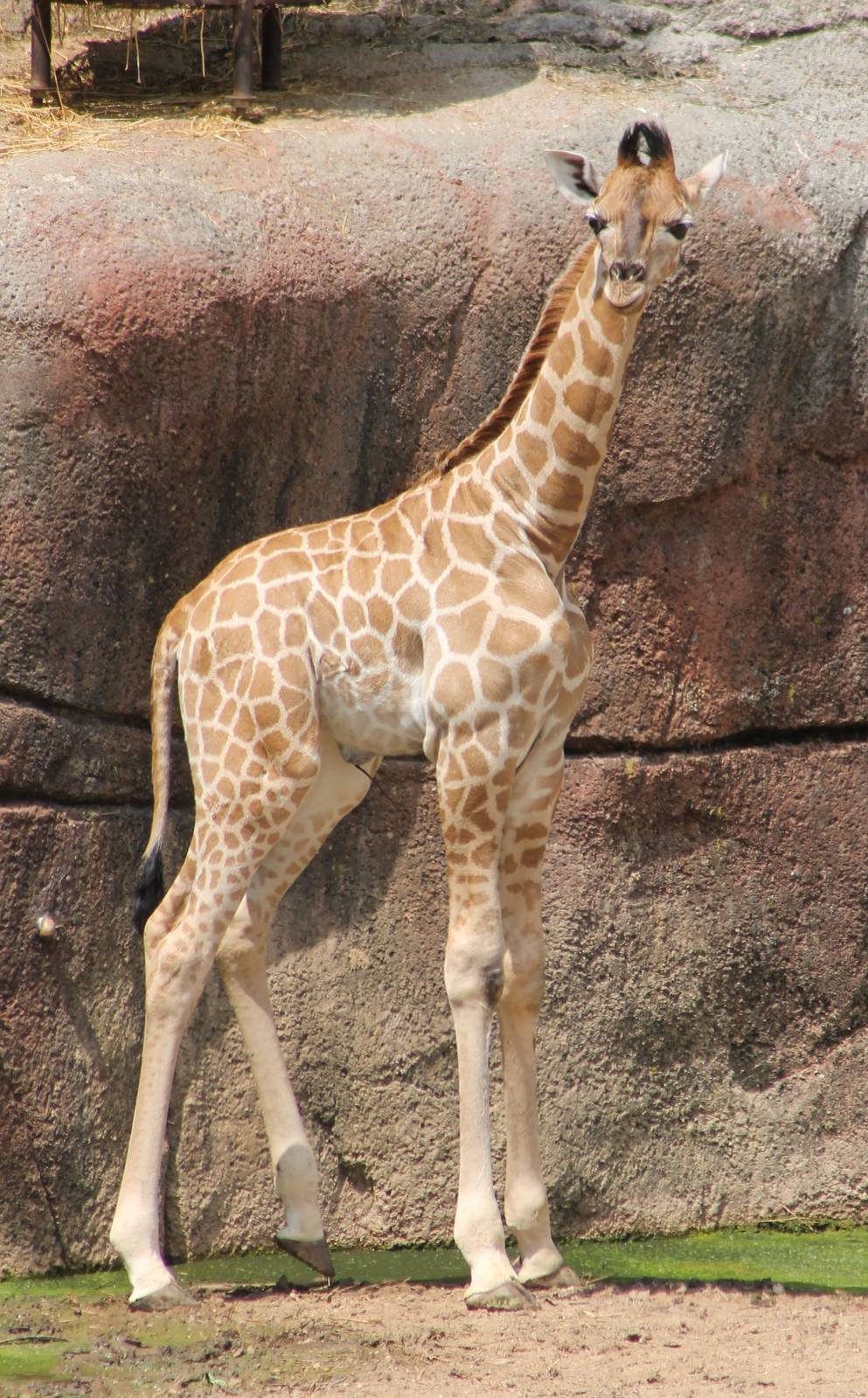 Young Giraffe