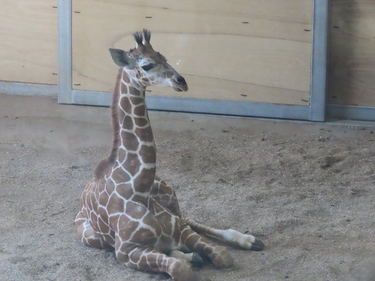 Young giraffe