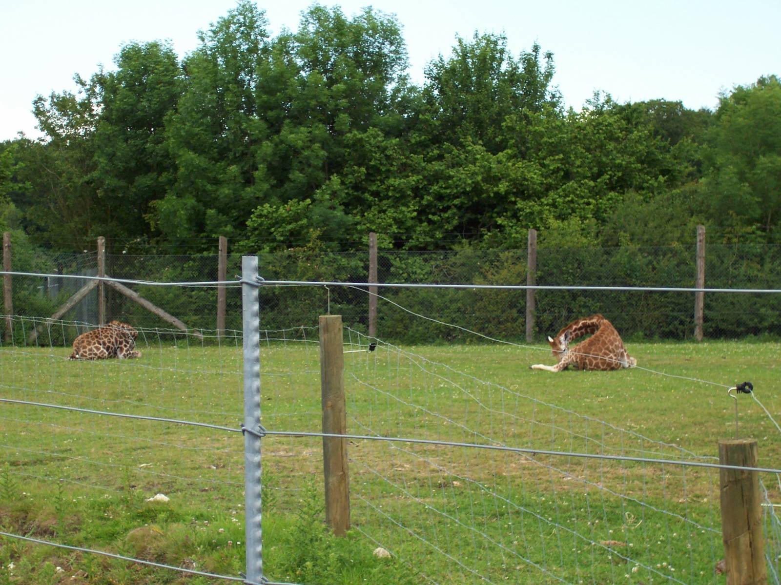 Young Giraffes, June 11 2009