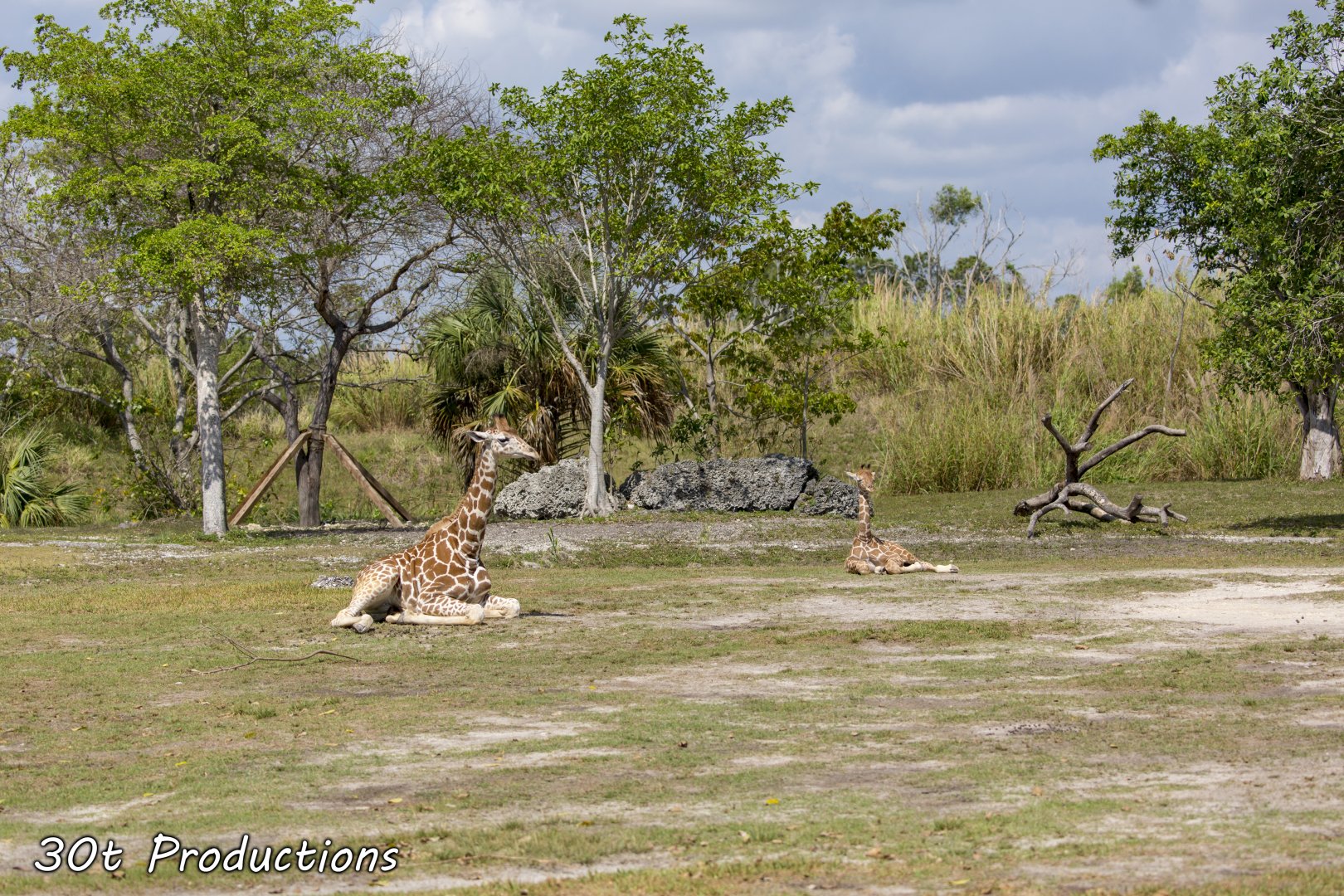 Young Giraffes resting