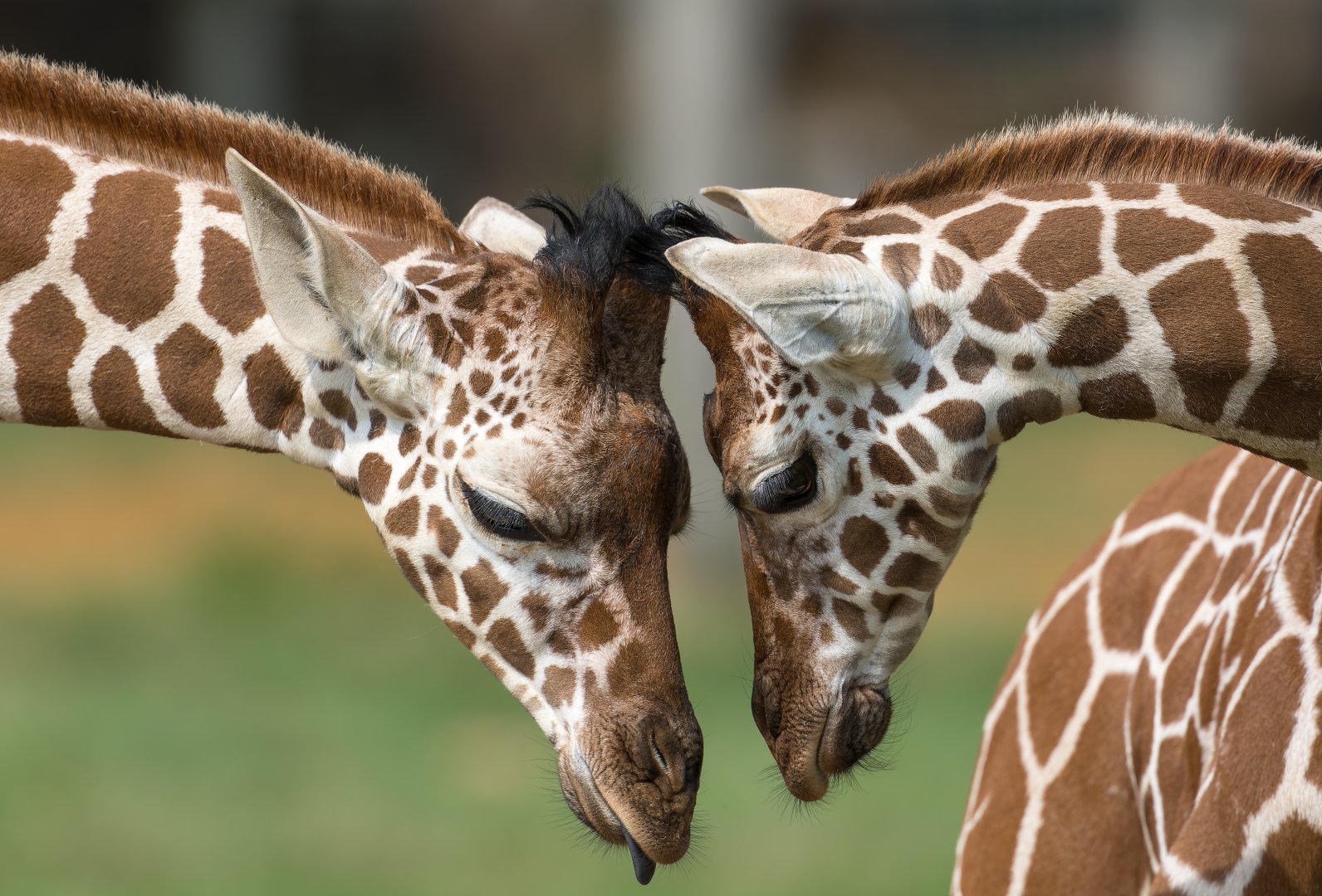 Young giraffes, ZSL Whipsnade, UK