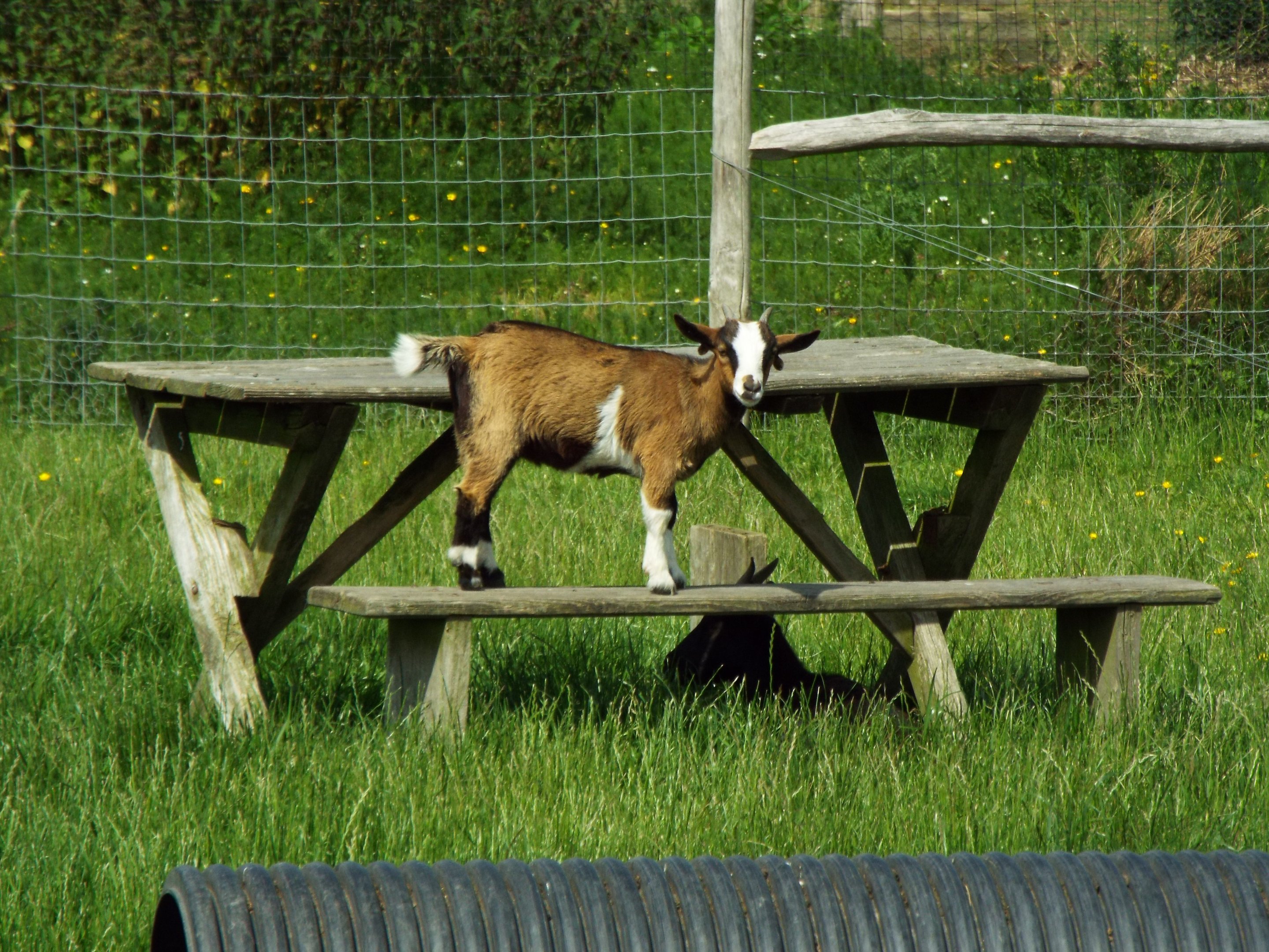Young goat Axe Valley