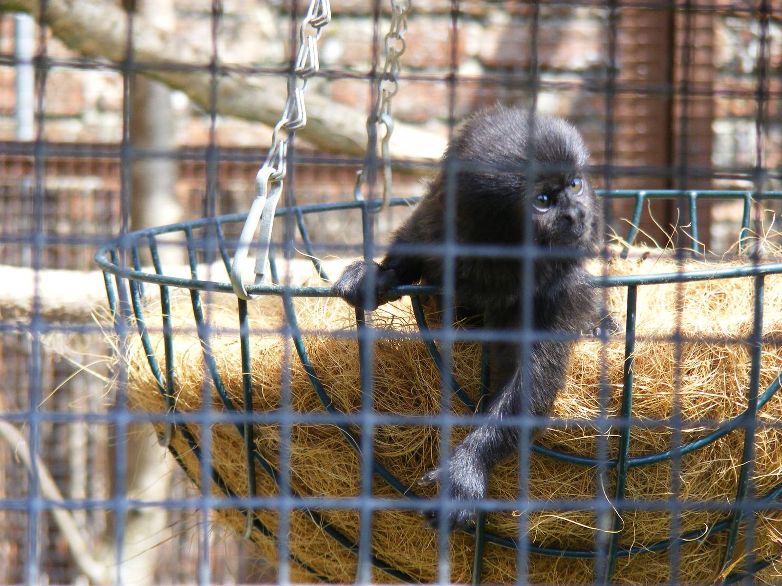 Young Goeldi's monkey at Marwell Wildlife, 27 June 2010