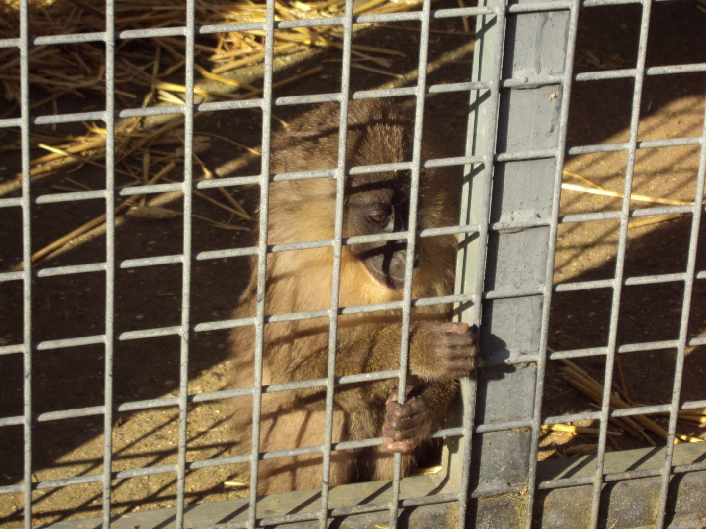 Young Golden-bellied Mangabey 27/10/2019