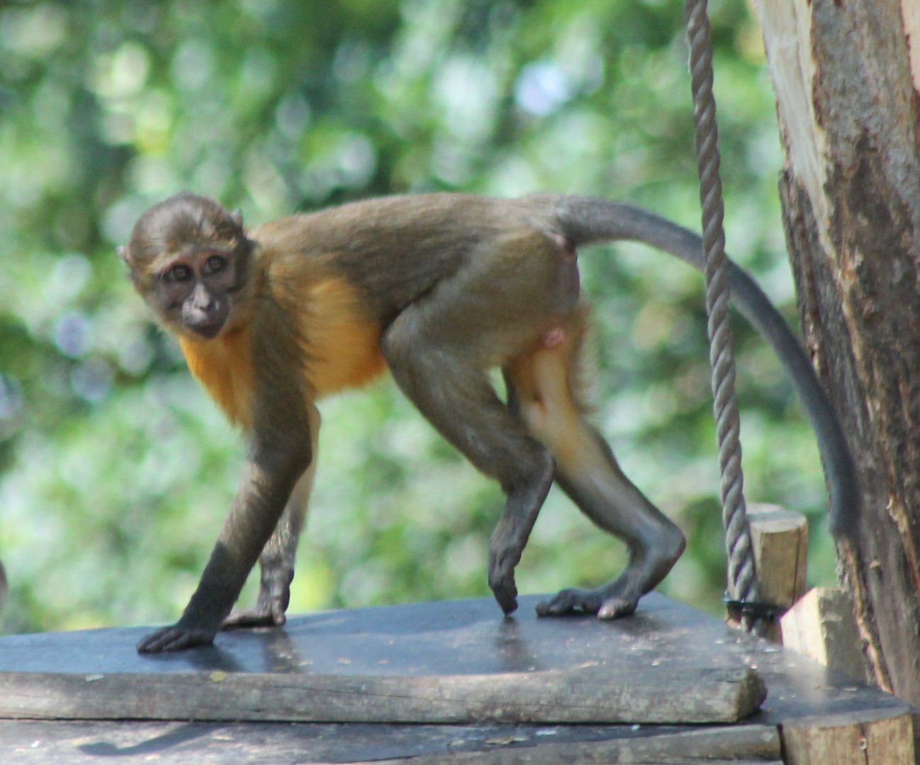 Young Golden-bellied mangabey