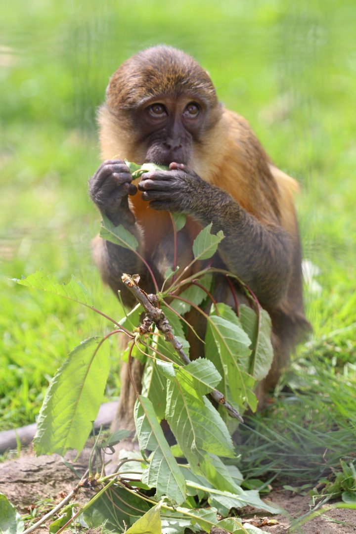 Young Golden-bellied Mangabey