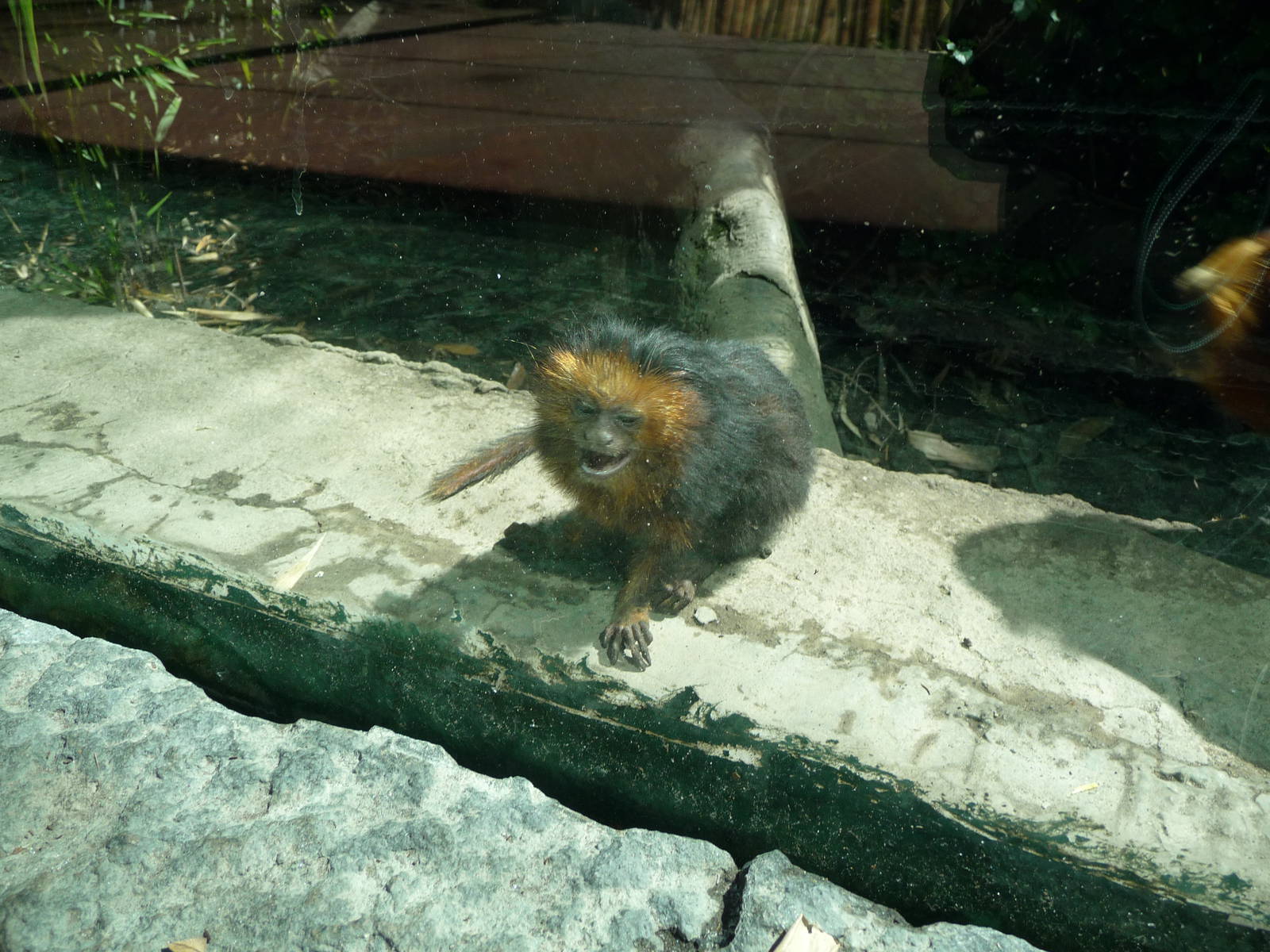 young golden headed  lion tamarin chapultepec zoo