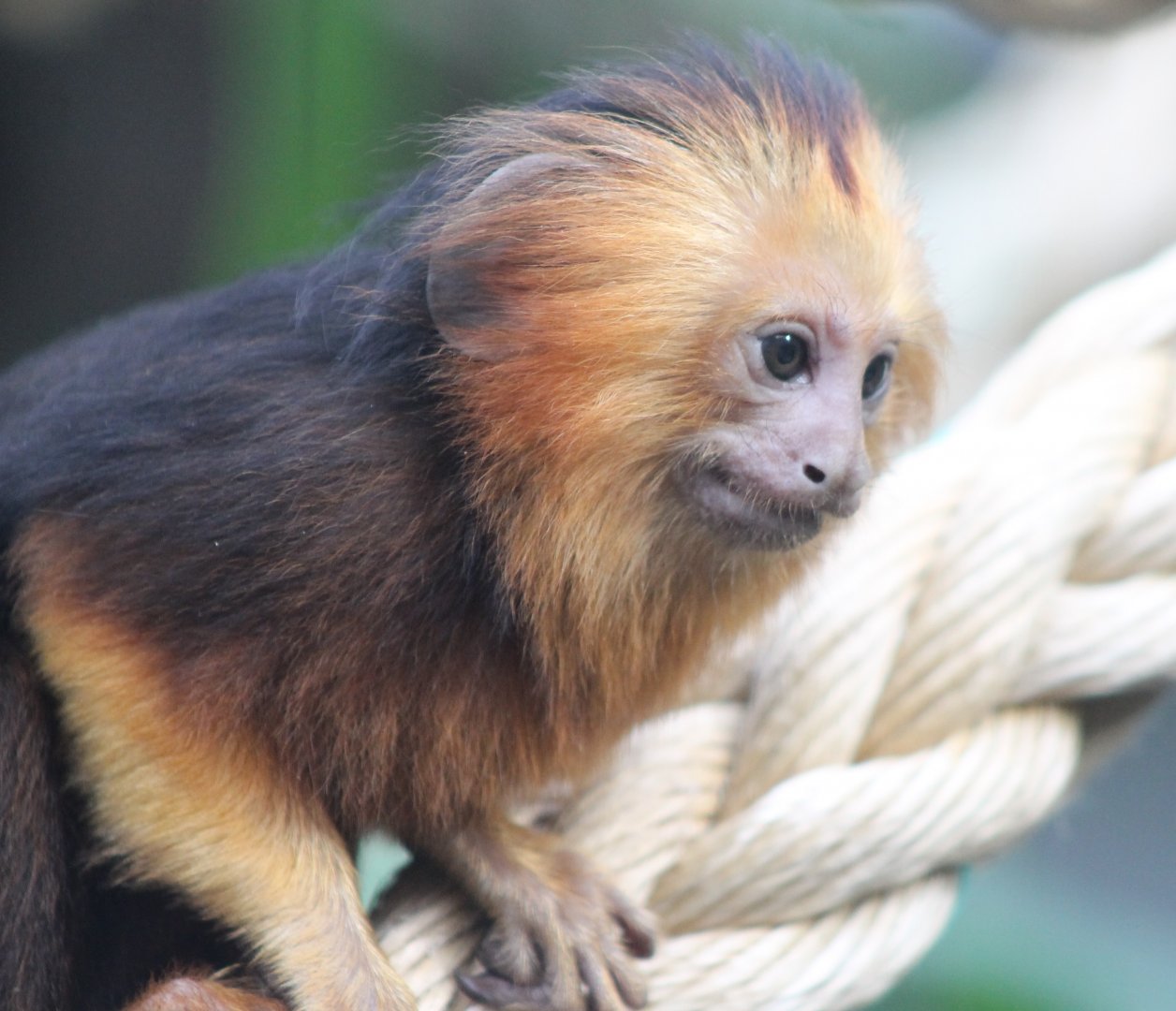 Young Golden-headed tamarin