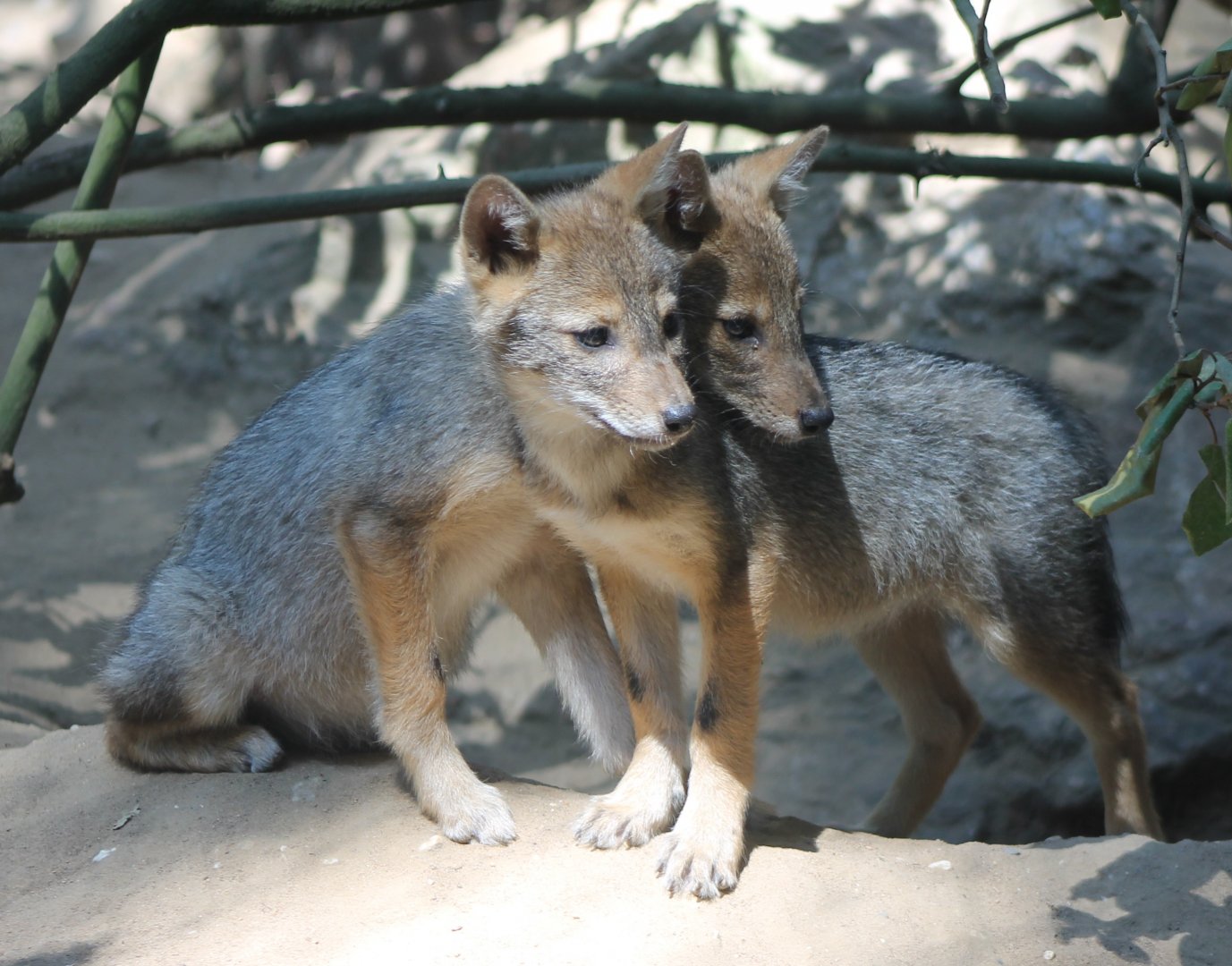 Young Golden jackals